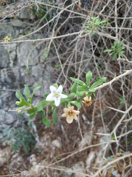 Image of Lycium europaeum L.