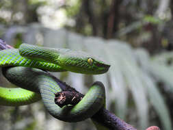 Sivun <i>Trimeresurus sabahi fucatus</i> kuva