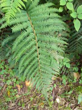 Image of Polystichum pungens (Kaulf.) C. Presl