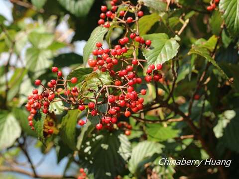 Image of Viburnum luzonicum Rolfe