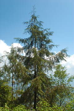 Image of Bentham cypress