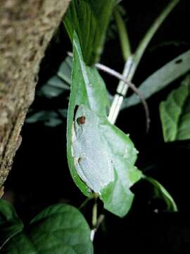 Image of Jayaram's bush frog