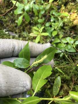 Image of blueberry willow