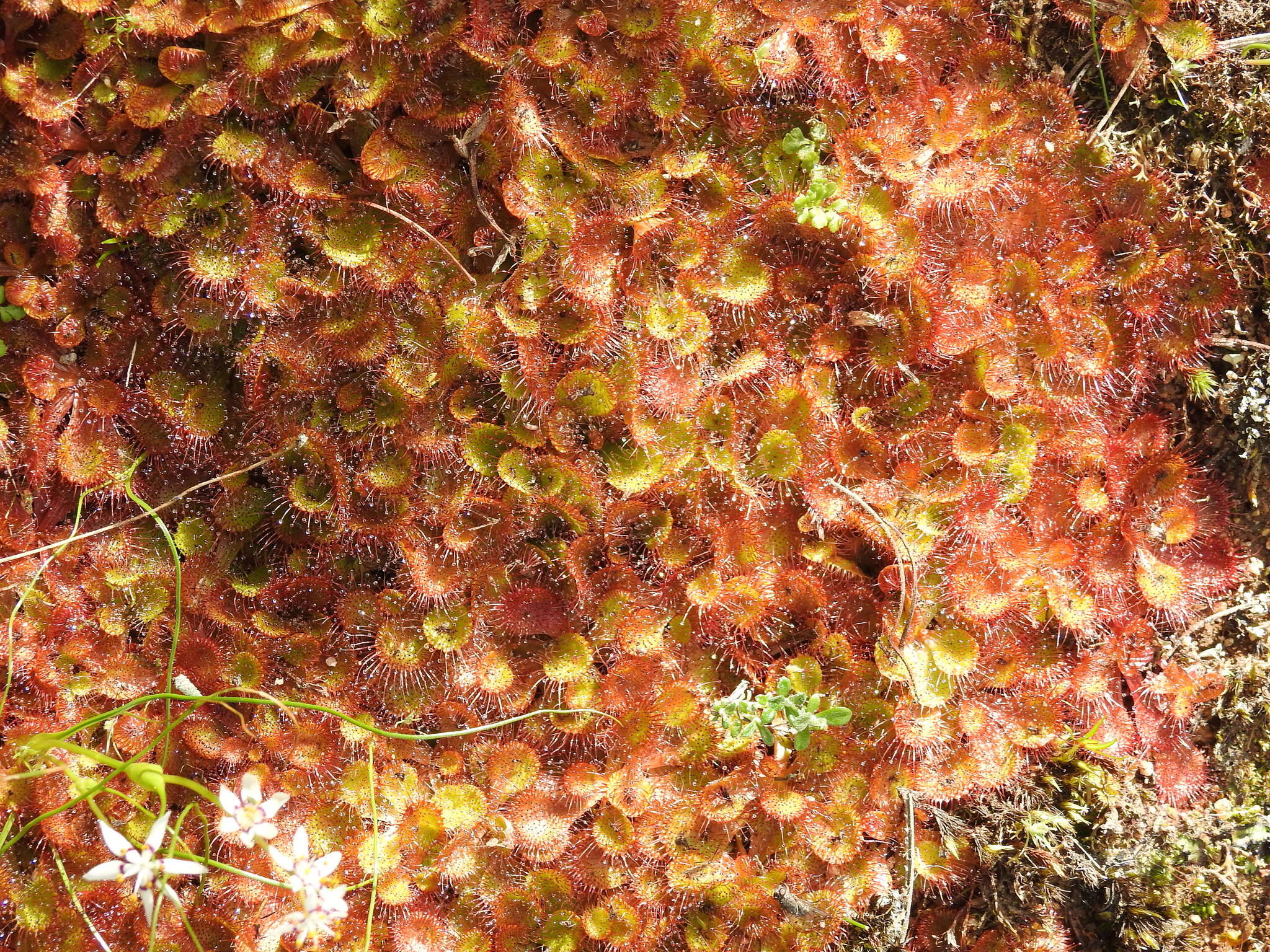 Image of Drosera aberrans (Lowrie & Carlquist) Lowrie & Conran