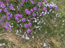 Imagem de Phlox bifida subsp. stellaria (A. Gray) Wherry