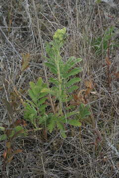 Image of <i>Potentilla lasiodonta</i>