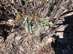 Image of Thelocactus hexaedrophorus subsp. hexaedrophorus