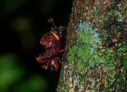 Image of Metrodora arcuata (Bruner 1920)