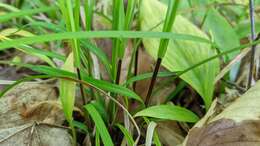 Image of pretty sedge