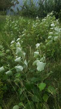 Image of Chinese white poplar