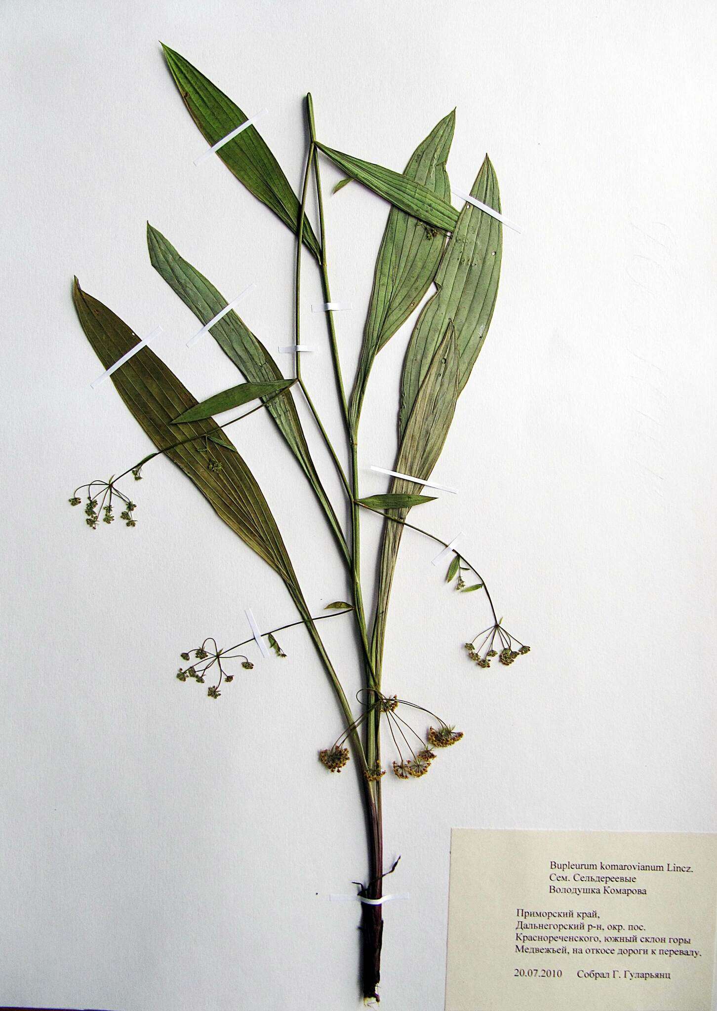 Bupleurum komarovianum O. A. Lincz. resmi