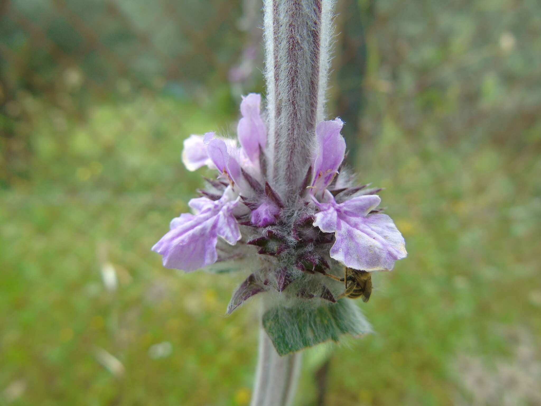 Stachys cretica L. resmi