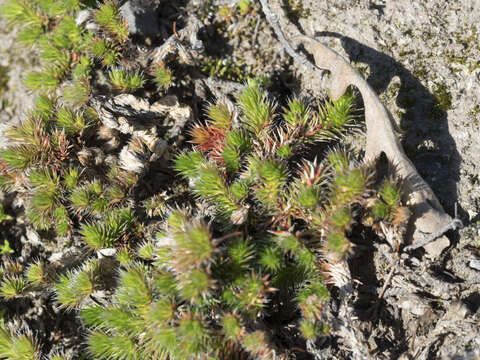 Image of Hansen's spikemoss