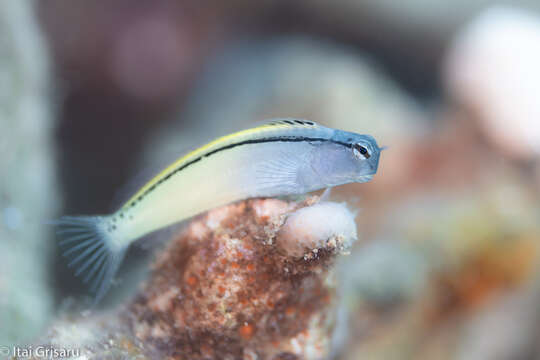 Image of Red Sea Mimic Blenny