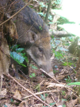 Image of Sus scrofa vittatus Boie 1828