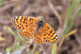 Image de Melitaea persea Kollar 1850