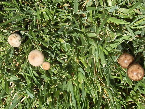 Panaeolus subbalteatus (Berk. & Broome) Sacc. 1887 resmi