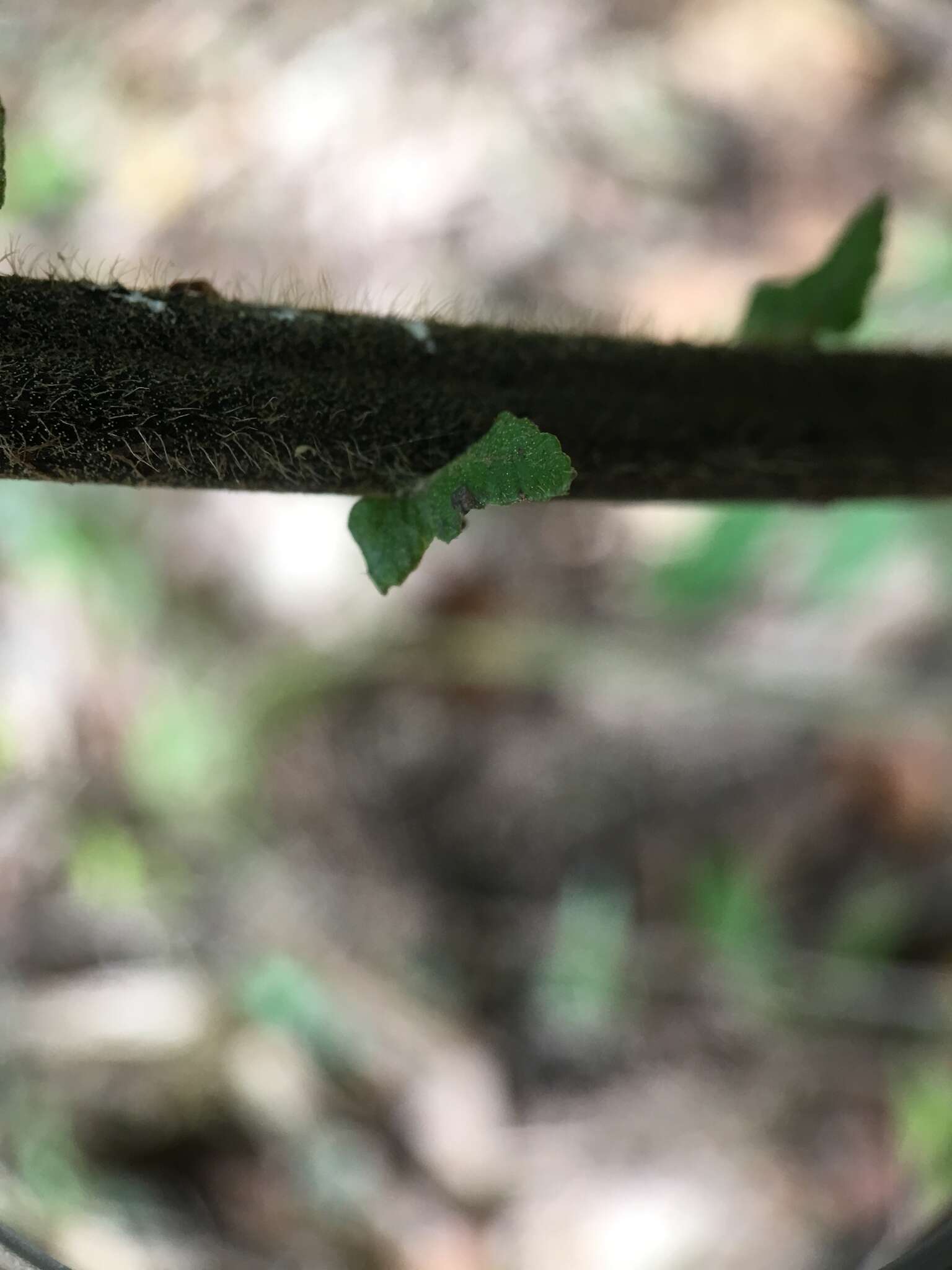 Sivun Sphaerostephanos taiwanensis (C. Chr.) Holtt. ex Kuo kuva