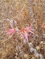 Image of Zephyranthes advena