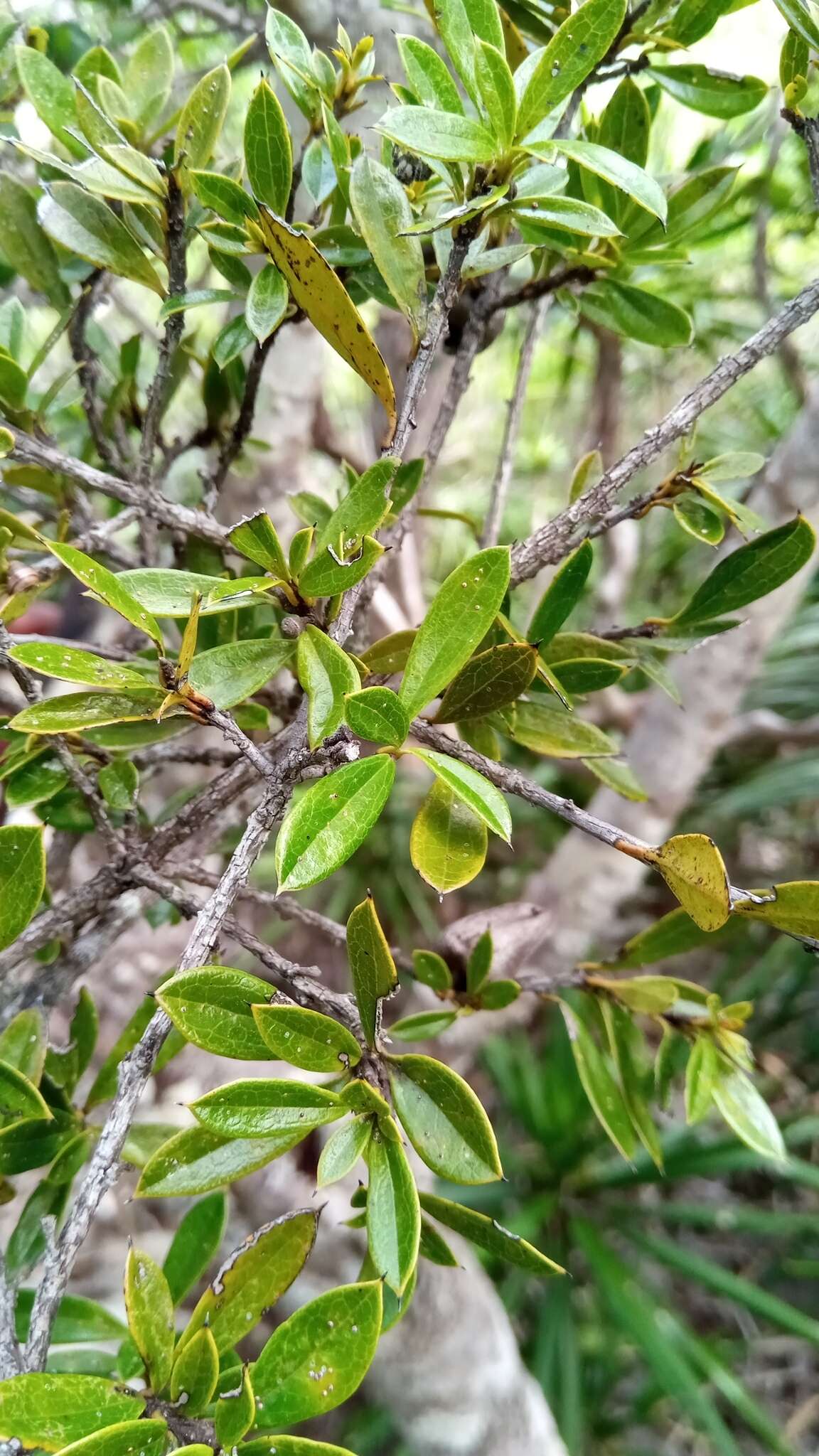 Sivun Diospyros aculeata H. Perrier kuva