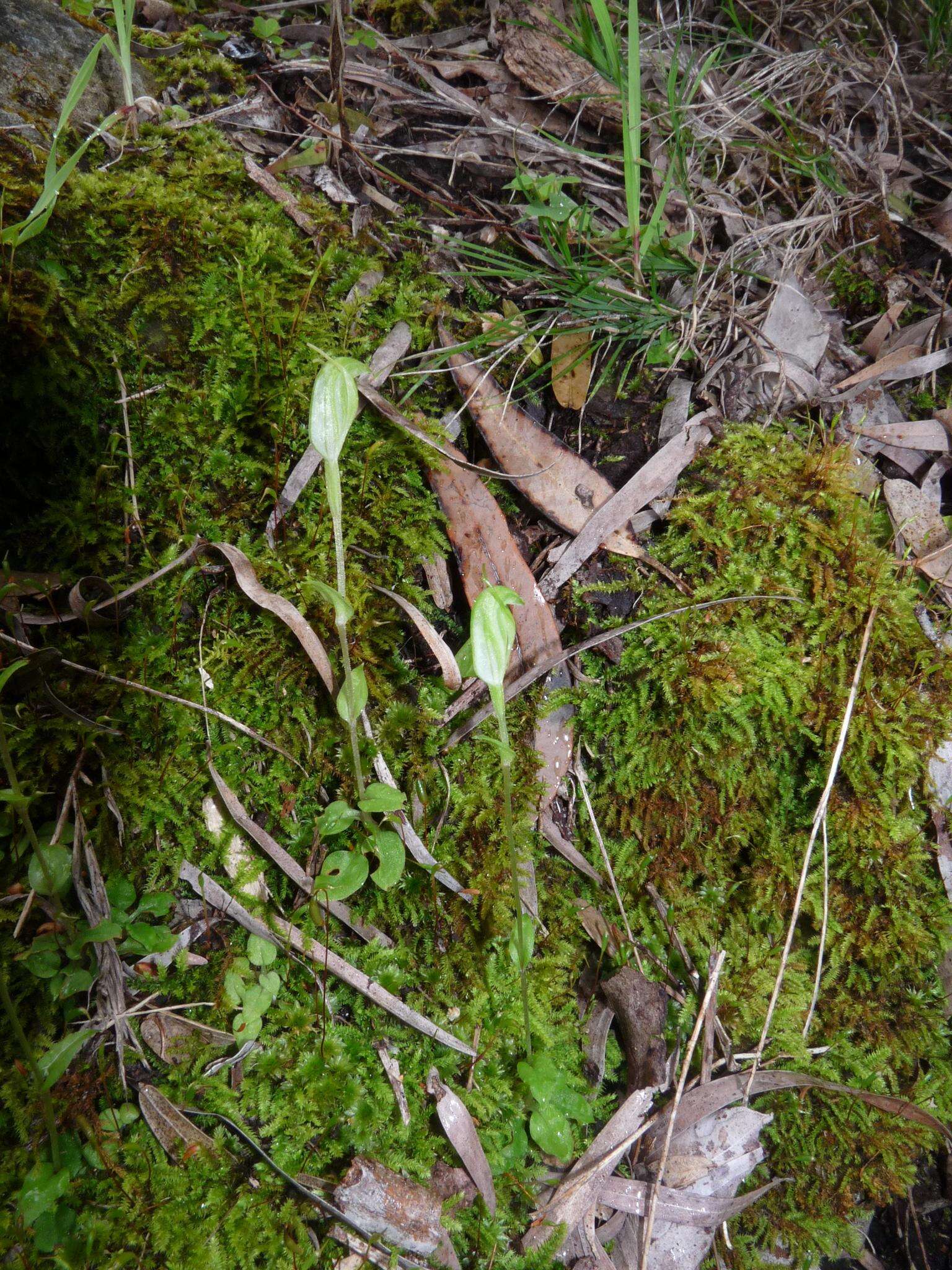 Pterostylis ectypha的圖片