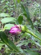 Image of Elleanthus capitatus (Poepp. & Endl.) Rchb. fil.