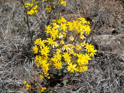 Image of Oak Creek ragwort