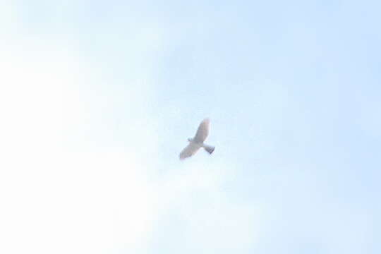 Image of Japanese Sparrowhawk