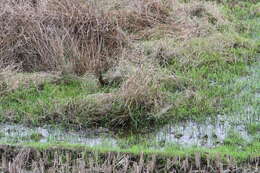 Image of Black-tailed Crake