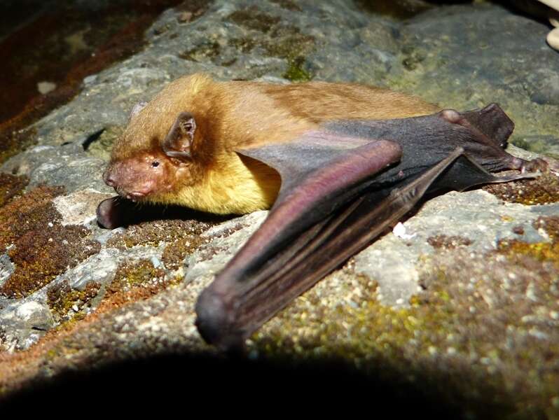 Image of Asiatic Greater Yellow House Bat