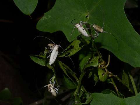 Image of Prosopocera (Paralphitopola) maculosa (Pascoe 1858)