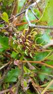 Image of Grevillea bedggoodiana J. H. Willis ex Mc Gill.