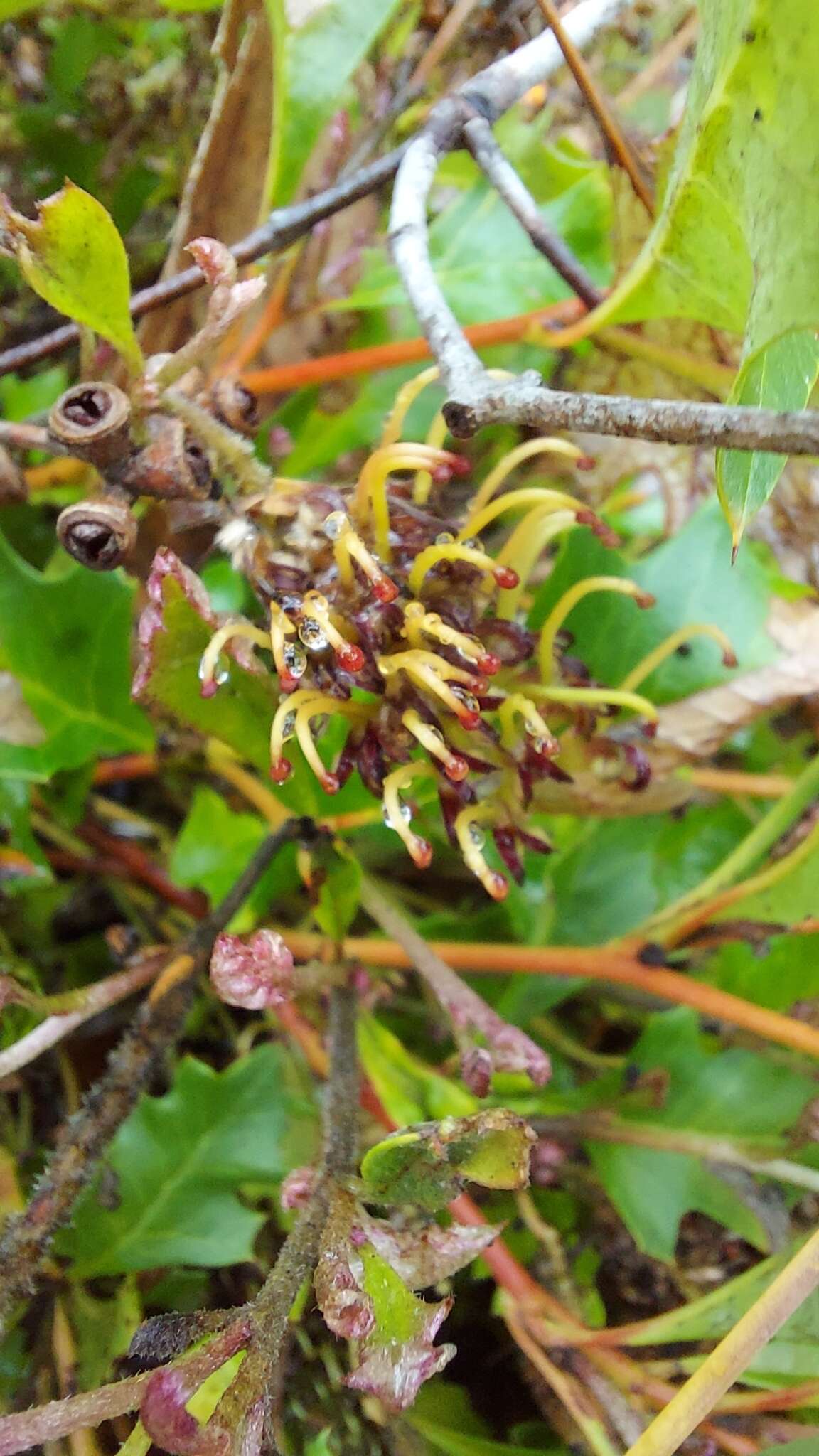 Image of Grevillea bedggoodiana J. H. Willis ex Mc Gill.