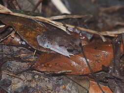 Image of Leptobrachium waysepuntiense Hamidy & Matsui 2010