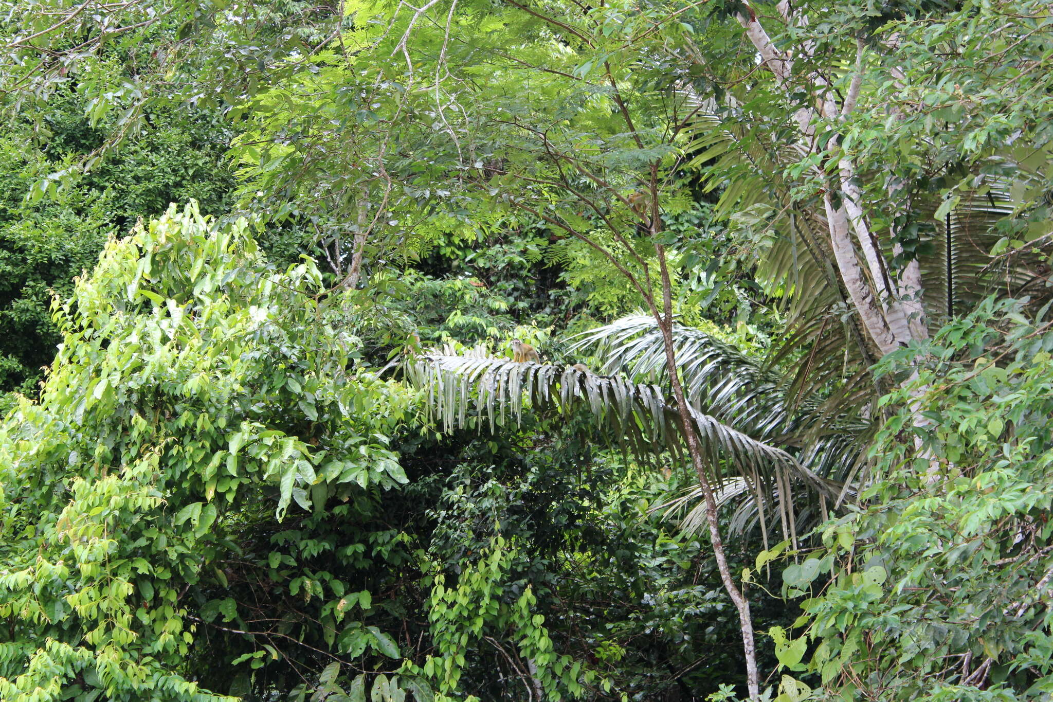 Image of Bolivian squirrel monkey