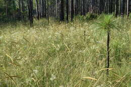 Image of toothache grass