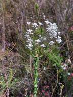 Image of Conospermum ellipticum Sm.