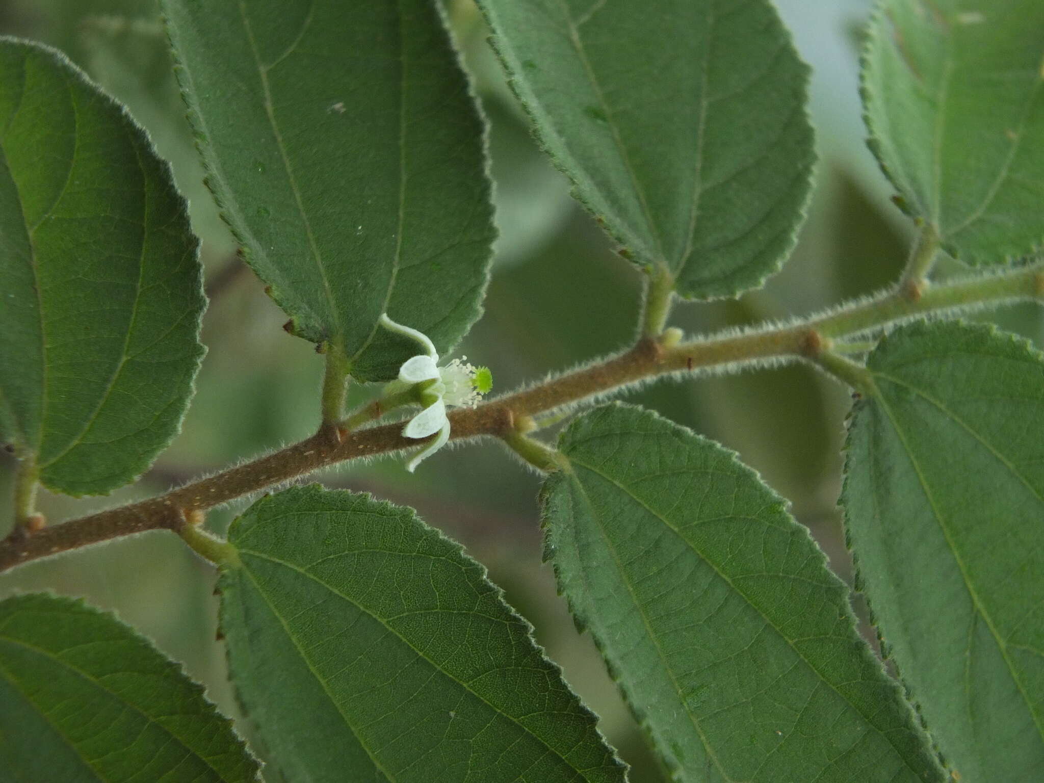 Image of Grewia hirsuta Vahl