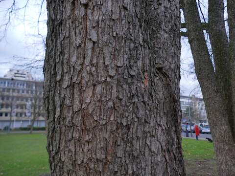 Imagem de Corylus colurna L.