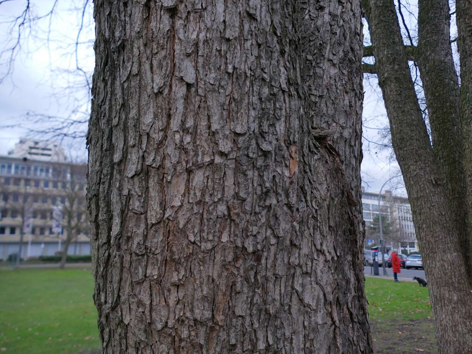 Image of Turkish Hazel