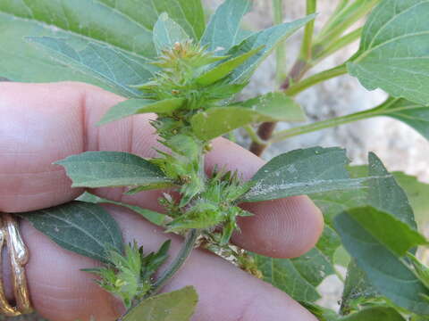 Image de Acalypha monococca (Engelm. ex A. Gray) Lill. W. Mill. & Gandhi