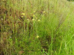 Image of Lomatium marginatum var. marginatum