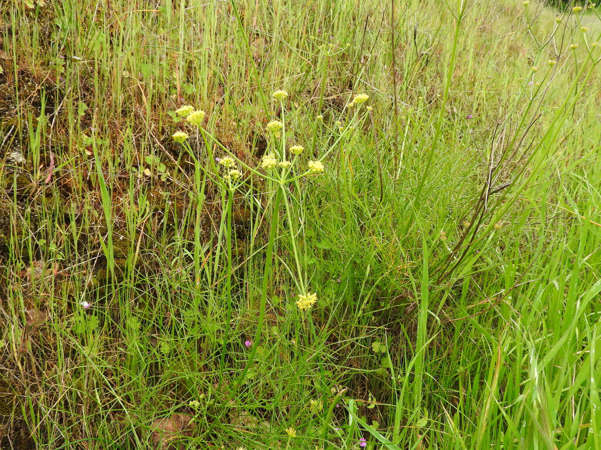 Image of Lomatium marginatum var. marginatum