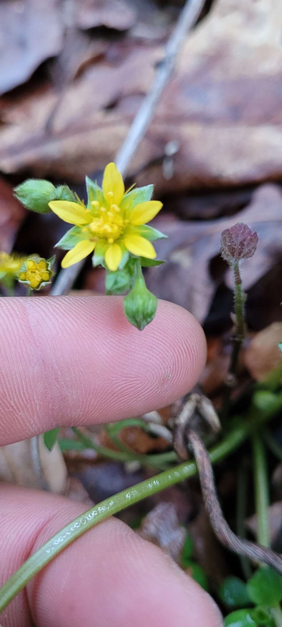 Image of Appalachian barren strawberry