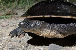 Image of Cann's Snake-necked Turtle