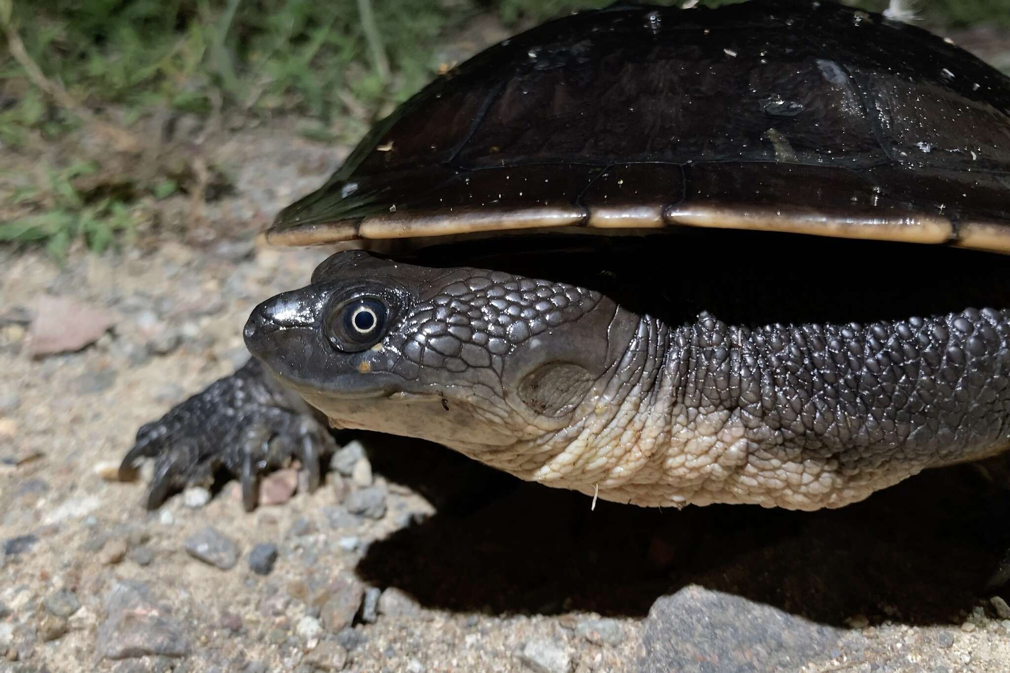 Image of Cann's Snake-necked Turtle