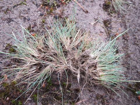 Image of clubawn grass