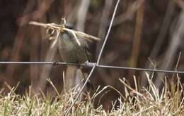 Image of Band-tailed Seedeater