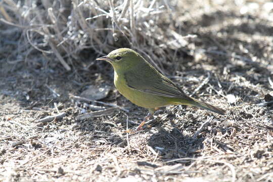 Image of Orange-crowned Warbler