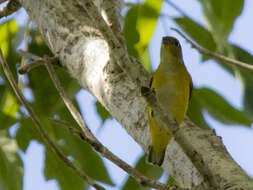 Image of Yellow-throated Euphonia